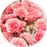 CARNATION