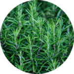 ROSEMARY