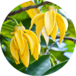 YLANG YLANG