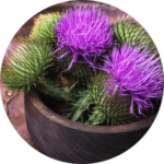 purple thistle